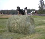 The dogs take in the view from on top of a round bale
